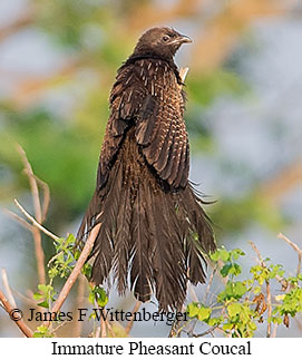 Pheasant Coucal - © James F Wittenberger and Exotic Birding LLC