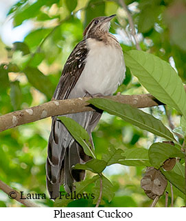 Pheasant Cuckoo - © Laura L Fellows and Exotic Birding LLC