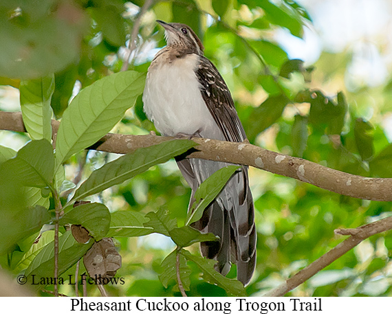 Pheasant Cuckoo - © Laura L Fellows and Exotic Birding LLC