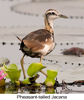 Pheasant-tailed Jacana - © James F Wittenberger and Exotic Birding LLC Pheasant-tailed Jacana - © James F Wittenberger and Exotic Birding LLC