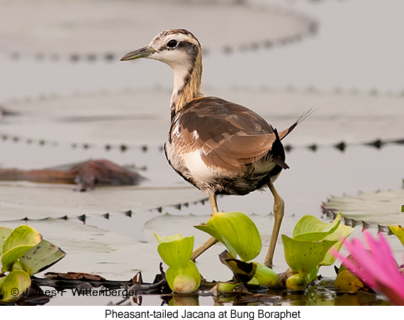 Pheasant-tailed Jacana - © James F Wittenberger and Exotic Birding LLC