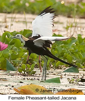 Pheasant-tailed Jacana - © James F Wittenberger and Exotic Birding LLC