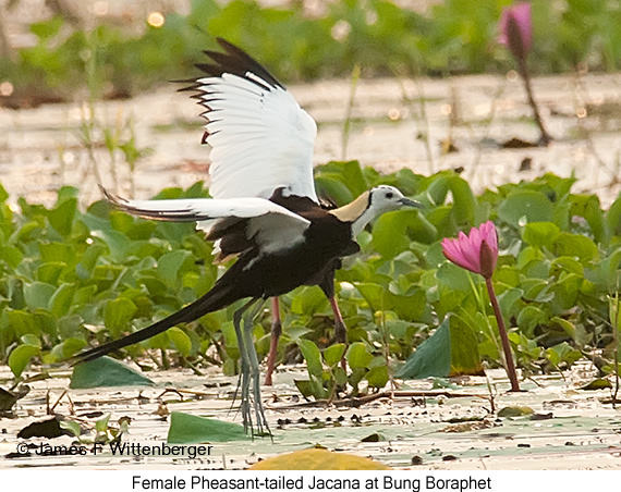 Pheasant-tailed Jacana - © James F Wittenberger and Exotic Birding LLC