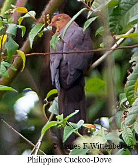 Philippine Cuckoo-Dove - &copy; James F Wittenberger and Exotic Birding LLC
