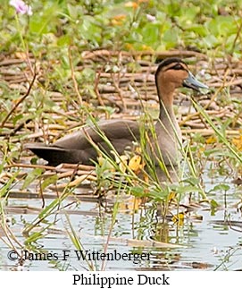 Philippine Duck - © James F Wittenberger and Exotic Birding LLC Philippine Duck - © James F Wittenberger and Exotic Birding LLC