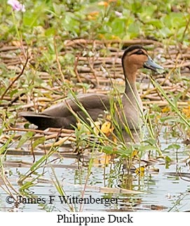 Philippine Duck - © James F Wittenberger and Exotic Birding LLC