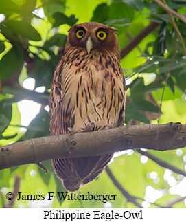 Philippine Eagle-Owl - © James F Wittenberger and Exotic Birding LLC