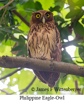 Philippine Eagle-Owl - &copy; James F Wittenberger and Exotic Birding LLC