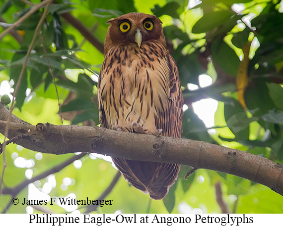 Philippine Eagle-Owl - © James F Wittenberger and Exotic Birding LLC