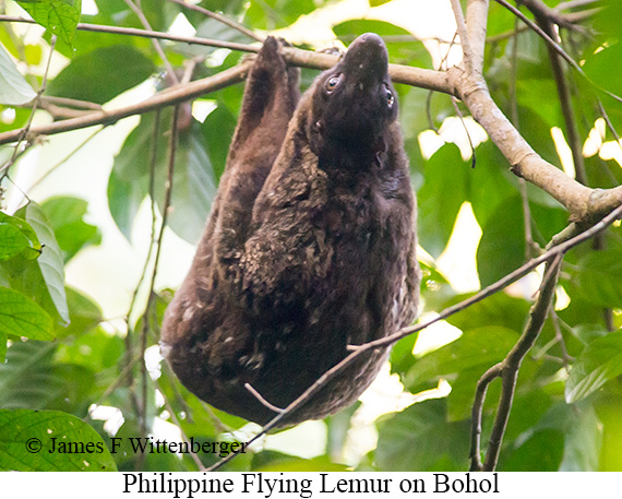 Philippine Flying Lemur - © James F Wittenberger and Exotic Birding LLC Philippine Flying Lemur - © James F Wittenberger and Exotic Birding LLC