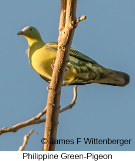 Philippine Green-Pigeon - © James F Wittenberger and Exotic Birding LLC