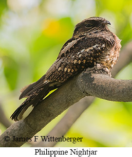 Philippine Nightjar - © James F Wittenberger and Exotic Birding LLC