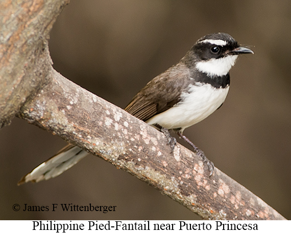 Philippine Pied-Fantail - © The Photographer and Exotic Birding LLC