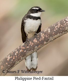 Philippine Pied-Fantail - © James F Wittenberger and Exotic Birding LLC