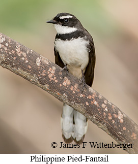 Philippine Pied-Fantail - &copy; James F Wittenberger and Exotic Birding LLC