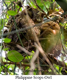Philippine Scops-Owl - © James F Wittenberger and Exotic Birding LLC