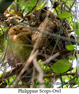 Philippine Scops-Owl - © James F Wittenberger and Exotic Birding LLC