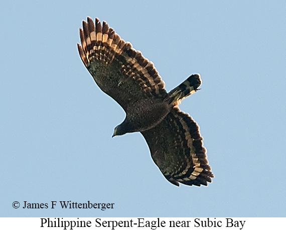 Philippine Serpent-Eagle - © James F Wittenberger and Exotic Birding LLC