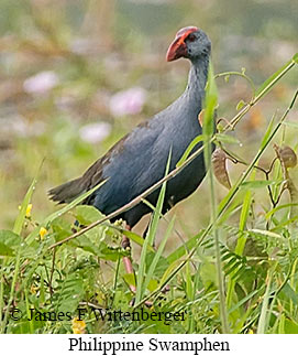 Philippine Swamphen - &copy; James F Wittenberger and Exotic Birding LLC