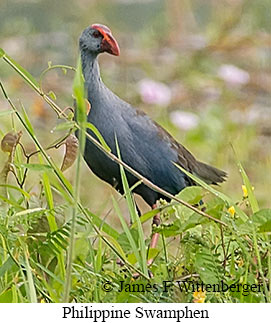 Philippine Swamphen - © James F Wittenberger and Exotic Birding LLC