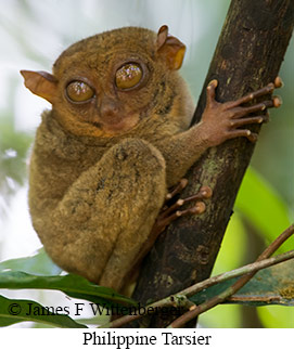 Philippine Tarsier - © James F Wittenberger and Exotic Birding LLC