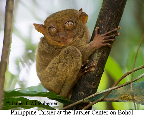 Philippine Tarsier - © James F Wittenberger and Exotic Birding LLC