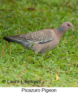 Picazuro Pigeon - © Laura L Fellows and Exotic Birding LLC