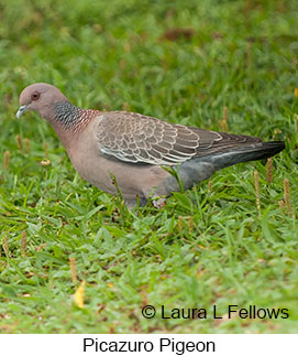 Picazuro Pigeon - © Laura L Fellows and Exotic Birding LLC