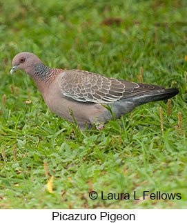 Picazuro Pigeon - © Laura L Fellows and Exotic Birding LLC Picazuro Pigeon - © Laura L Fellows and Exotic Birding LLC