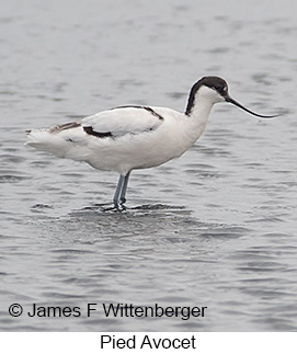 Pied Avocet - © James F Wittenberger and Exotic Birding LLC