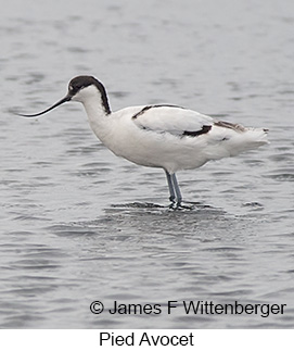 Pied Avocet - © James F Wittenberger and Exotic Birding LLC