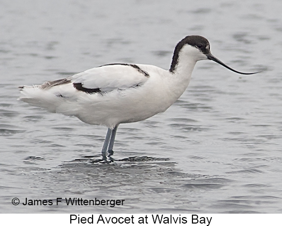 Pied Avocet - © James F Wittenberger and Exotic Birding LLC