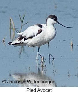 Pied Avocet - © James F Wittenberger and Exotic Birding LLC