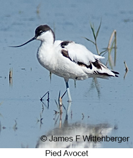 Pied Avocet - © James F Wittenberger and Exotic Birding LLC