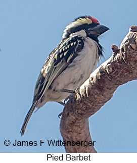 Pied Barbet - © James F Wittenberger and Exotic Birding LLC