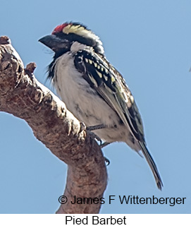 Pied Barbet - © James F Wittenberger and Exotic Birding LLC Pied Barbet - © James F Wittenberger and Exotic Birding LLC