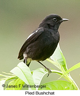 Pied Bushchat - © James F Wittenberger and Exotic Birding LLC