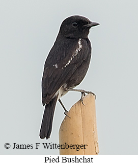 Pied Bushchat - &copy; James F Wittenberger and Exotic Birding LLC