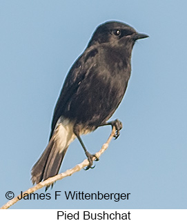 Pied Bushchat - © James F Wittenberger and Exotic Birding LLC