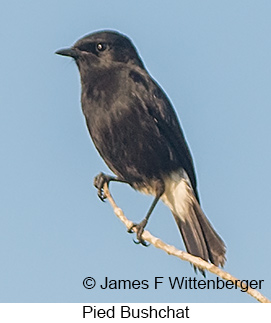 Pied Bushchat - © James F Wittenberger and Exotic Birding LLC Pied Bushchat - © James F Wittenberger and Exotic Birding LLC