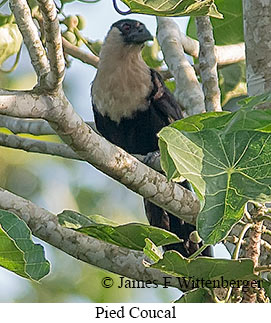 Pied Coucal - © James F Wittenberger and Exotic Birding LLC