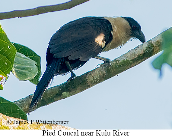 Pied Coucal - © James F Wittenberger and Exotic Birding LLC