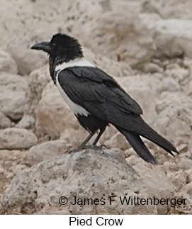 Pied Crow - © James F Wittenberger and Exotic Birding LLC