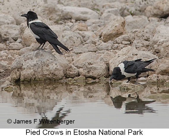 Pied Crow - © Laura L Fellows and Exotic Birding LLC