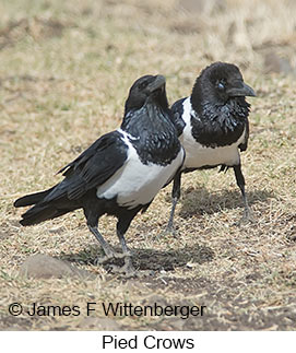 Pied Crow - © James F Wittenberger and Exotic Birding LLC