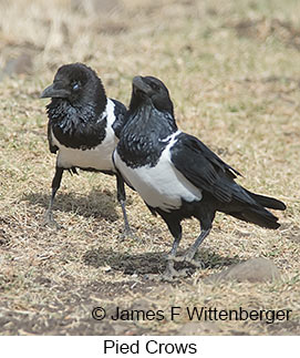 Pied Crow - © James F Wittenberger and Exotic Birding LLC