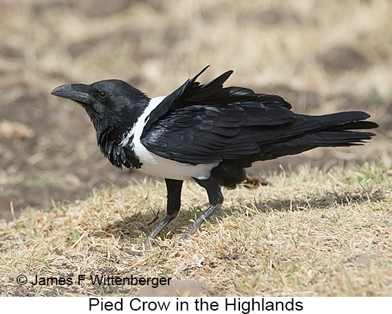 Pied Crow - © The Photographer and Exotic Birding LLC