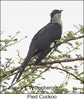 Pied Cuckoo - © James F Wittenberger and Exotic Birding LLC