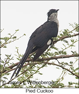 Pied Cuckoo - © James F Wittenberger and Exotic Birding LLC Pied Cuckoo - © James F Wittenberger and Exotic Birding LLC