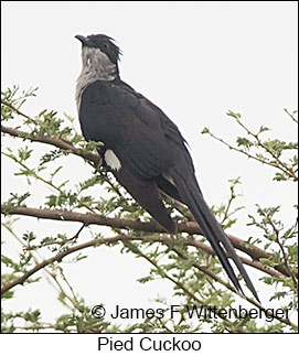 Pied Cuckoo - © James F Wittenberger and Exotic Birding LLC